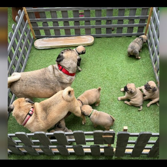 Pug - Both