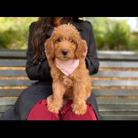 Labradoodle - Both