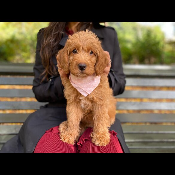 Labradoodle - Both