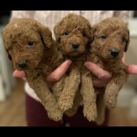Labradoodle - Both