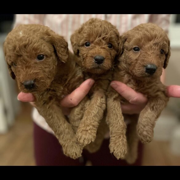 Labradoodle - Both