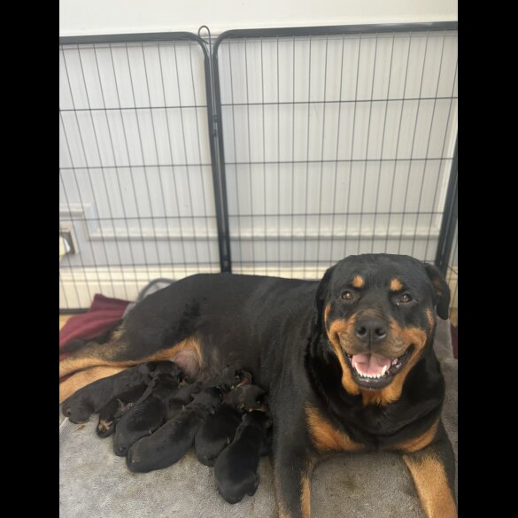 Rottweiler - Both