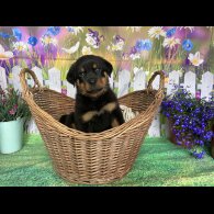 Rottweiler - Both