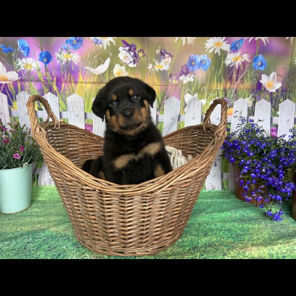 Rottweiler - Both