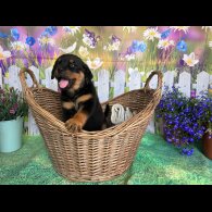 Rottweiler - Both