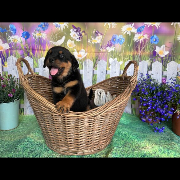 Rottweiler - Both