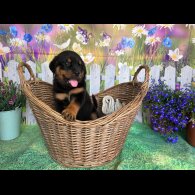 Rottweiler - Both