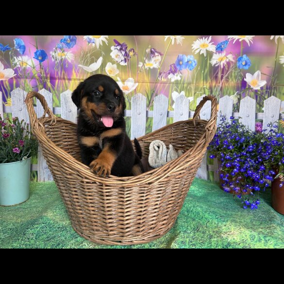 Rottweiler - Both