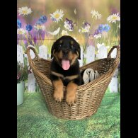 Rottweiler - Both