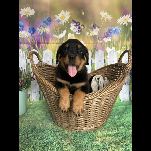 Rottweiler - Both