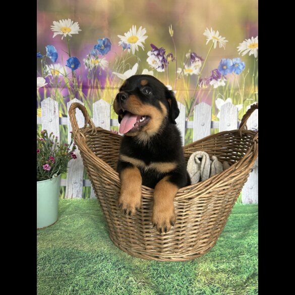 Rottweiler - Both