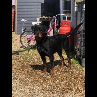 Rottweiler - Both