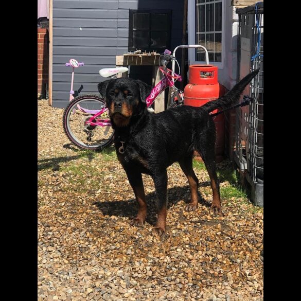 Rottweiler - Both