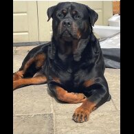 Rottweiler - Both