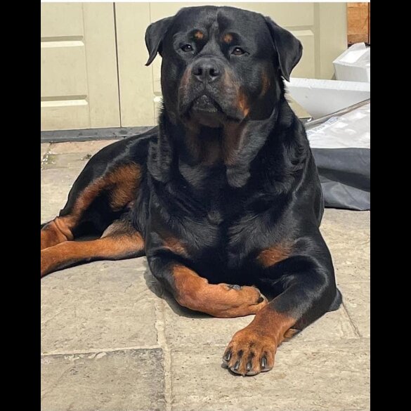 Rottweiler - Both