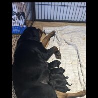 Rottweiler - Both