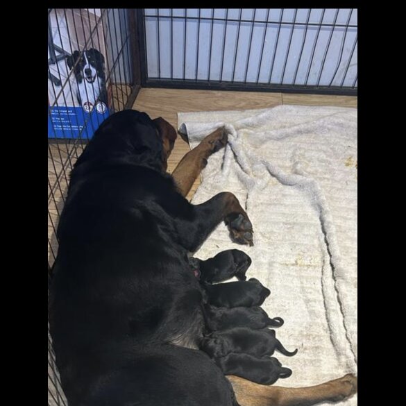 Rottweiler - Both