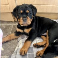 Rottweiler - Bitches
