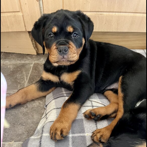Rottweiler - Bitches