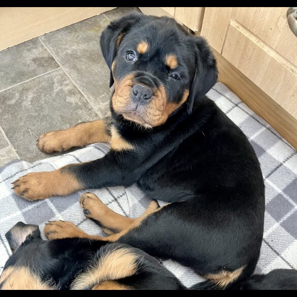 Rottweiler - Bitches