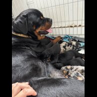 Mixed Breed - Both