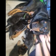 Rottweiler - Both