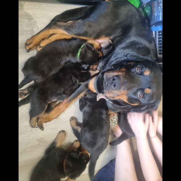 Rottweiler - Both
