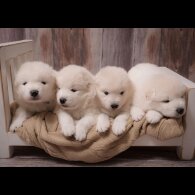 Samoyed - Both