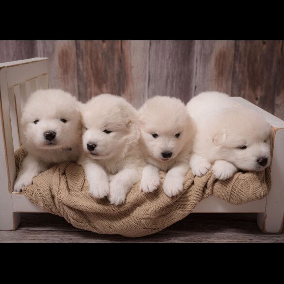 Samoyed - Both
