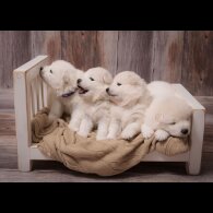 Samoyed - Both