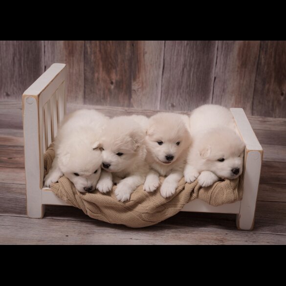 Samoyed - Both