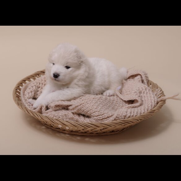 Samoyed - Both
