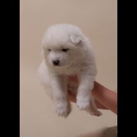Samoyed - Both