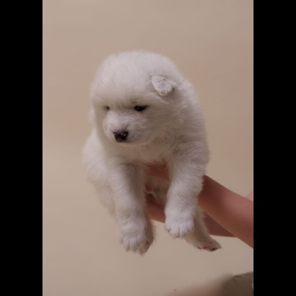 Samoyed - Both