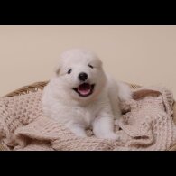 Samoyed - Both