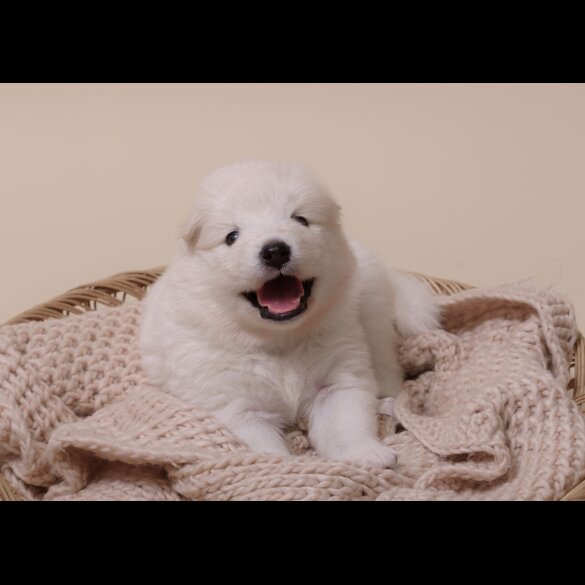 Samoyed - Both