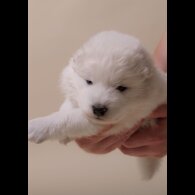 Samoyed - Both