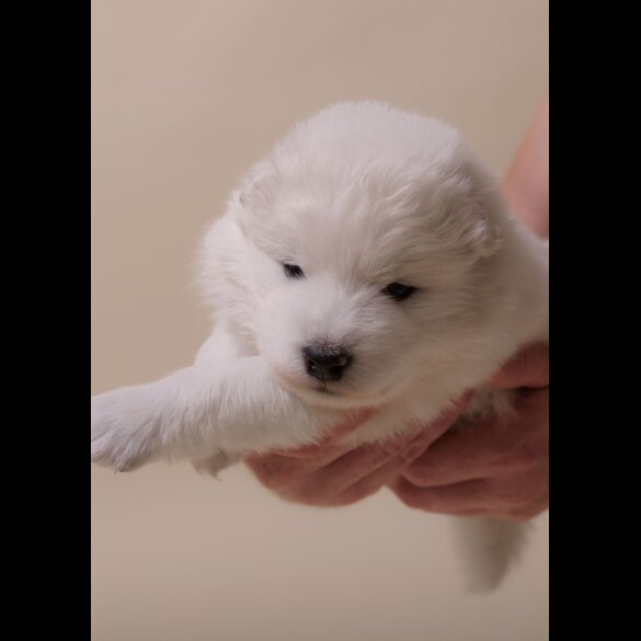 Samoyed - Both