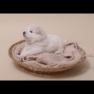 Samoyed - Both