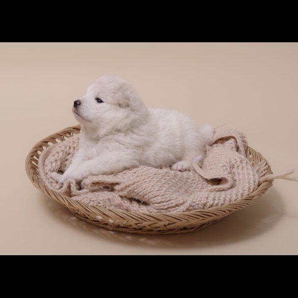 Samoyed - Both