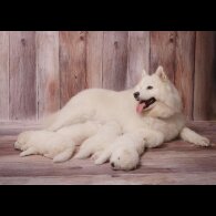 Samoyed - Both