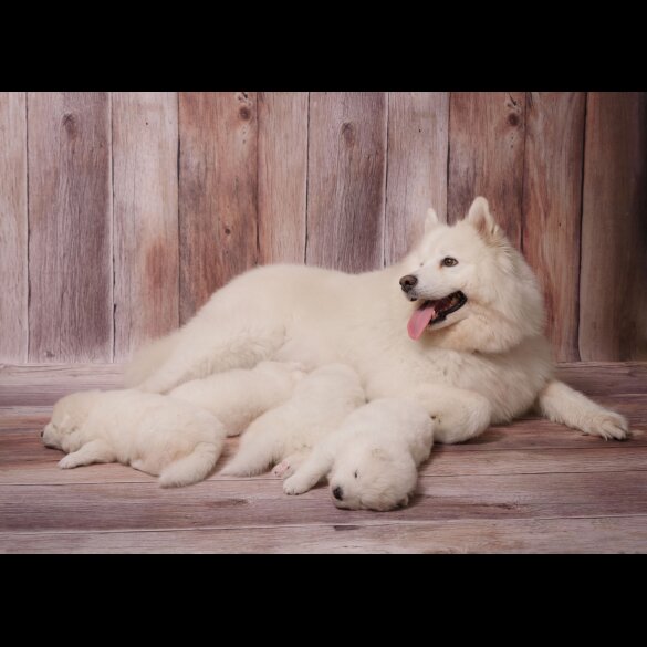 Samoyed - Both