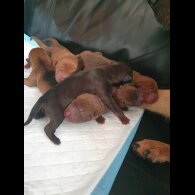 Shar Pei - Both