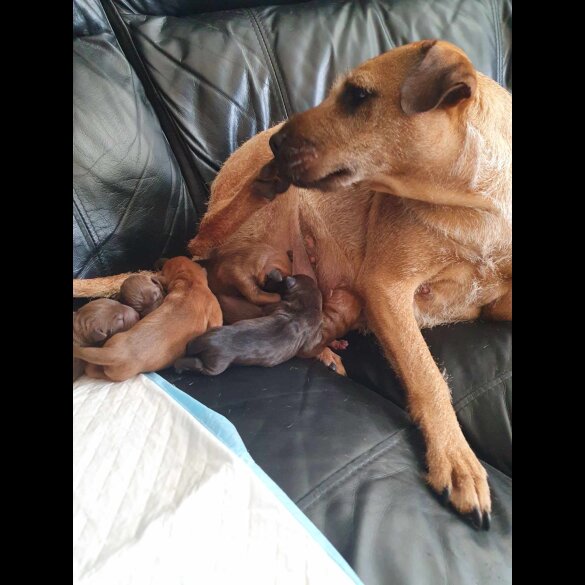 Shar Pei - Both