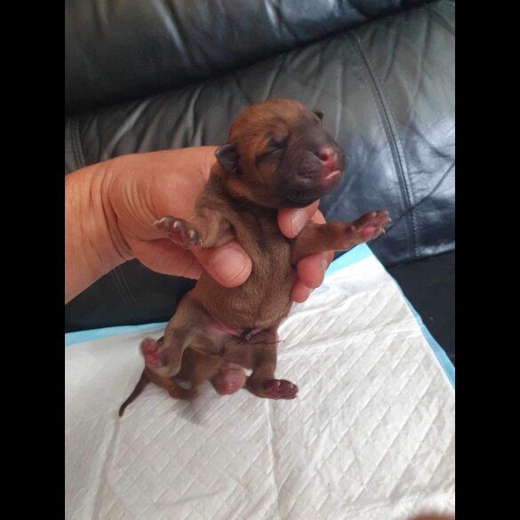 Shar Pei - Both