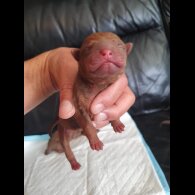 Shar Pei - Both