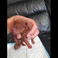 Shar Pei - Both