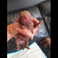 Shar Pei - Both