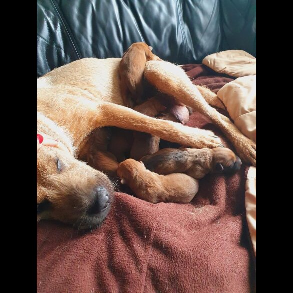Shar Pei - Both