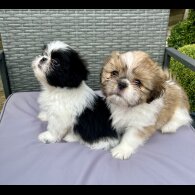 Shih Tzu - Both